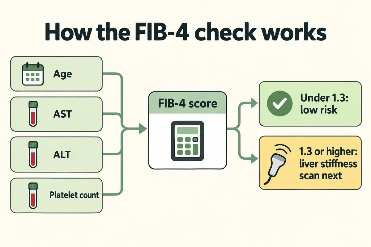 Flow chart: age, AST, ALT and platelet count feed into a FIB-4 score. Under 1.3 means low risk; 1.3 or higher leads to a liver stiffness scan